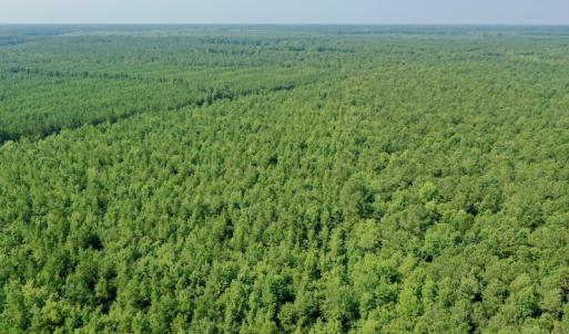 Photo #13 of SOLD property in Off War Tom Road, Aulander, NC 89.0 acres