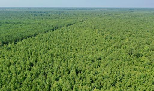 Photo #14 of SOLD property in Off War Tom Road, Aulander, NC 89.0 acres