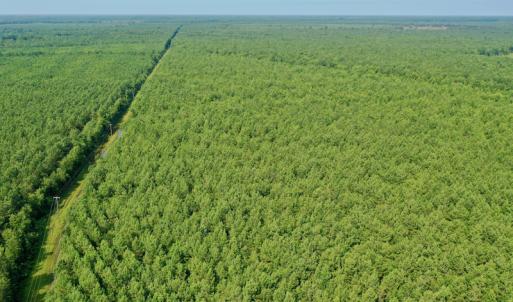 Photo #18 of SOLD property in Off War Tom Road, Aulander, NC 89.0 acres