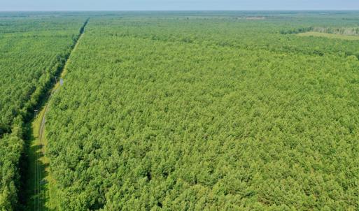 Photo #19 of SOLD property in Off War Tom Road, Aulander, NC 89.0 acres