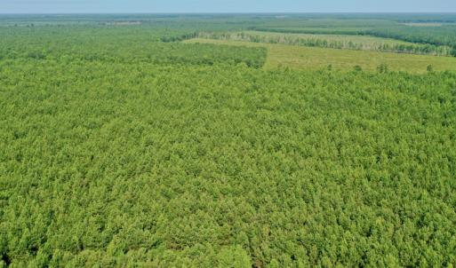 Photo #20 of SOLD property in Off War Tom Road, Aulander, NC 89.0 acres