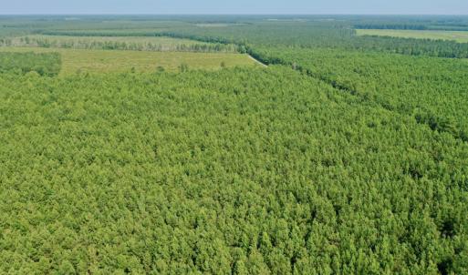 Photo #21 of SOLD property in Off War Tom Road, Aulander, NC 89.0 acres