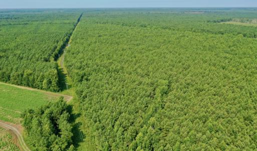 Photo #22 of SOLD property in Off War Tom Road, Aulander, NC 89.0 acres