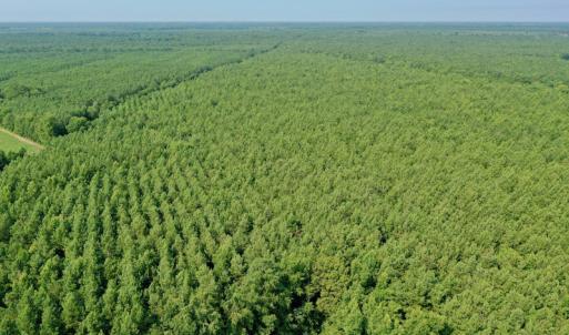 Photo #24 of SOLD property in Off War Tom Road, Aulander, NC 89.0 acres