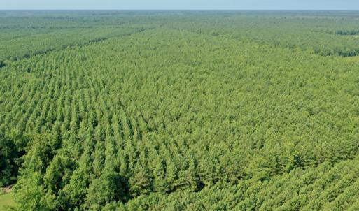 Photo #25 of SOLD property in Off War Tom Road, Aulander, NC 89.0 acres
