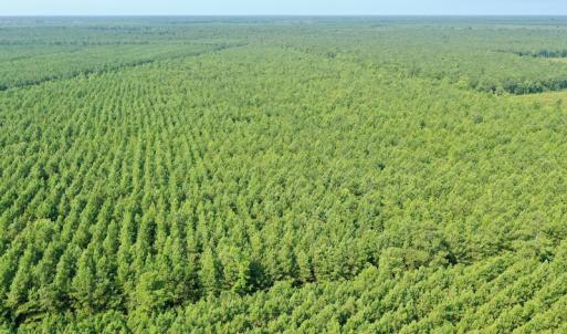 Photo #26 of SOLD property in Off War Tom Road, Aulander, NC 89.0 acres