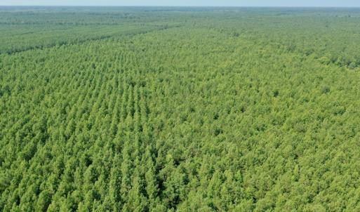 Photo #27 of SOLD property in Off War Tom Road, Aulander, NC 89.0 acres