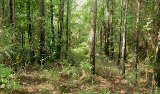 Photo #28 of SOLD property in Off War Tom Road, Aulander, NC 89.0 acres