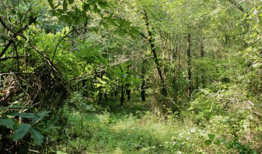 Photo #29 of SOLD property in Off War Tom Road, Aulander, NC 89.0 acres