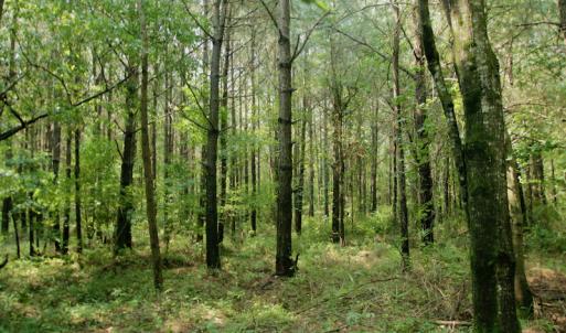 Photo #30 of SOLD property in Off War Tom Road, Aulander, NC 89.0 acres
