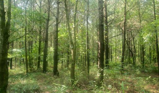 Photo #31 of SOLD property in Off War Tom Road, Aulander, NC 89.0 acres