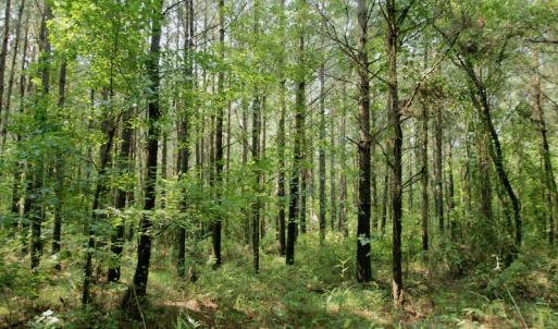 Photo #32 of SOLD property in Off War Tom Road, Aulander, NC 89.0 acres
