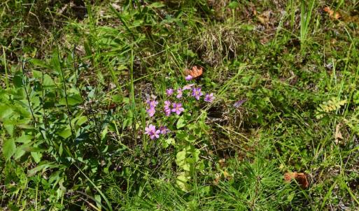 Photo #17 of Off Reservior View Drive, Pittsville, VA 5.0 acres