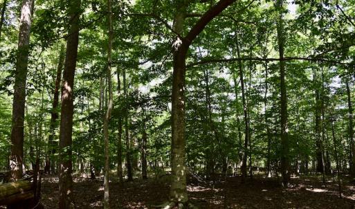 Photo #20 of Off Reservior View Drive, Pittsville, VA 5.0 acres