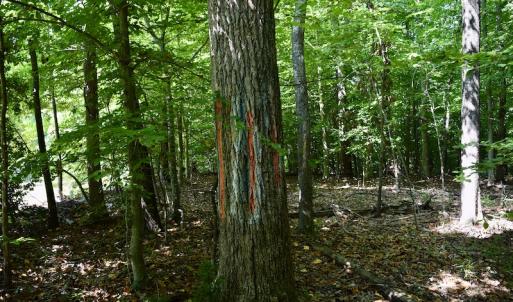 Photo #22 of Off Reservior View Drive, Pittsville, VA 5.0 acres