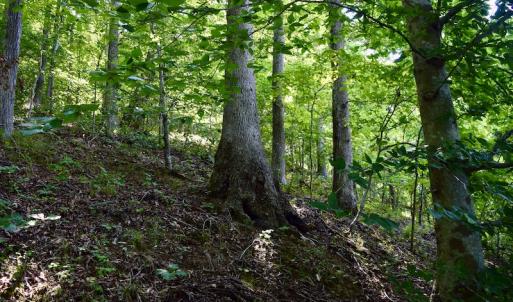 Photo #27 of Off Reservior View Drive, Pittsville, VA 5.0 acres