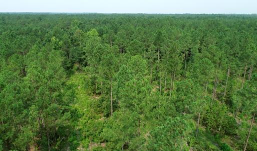 Photo #3 of SOLD property in Off Old Northeast Road, Hallsboro, NC 99.0 acres