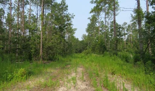 Photo #6 of SOLD property in Off Old Northeast Road, Hallsboro, NC 99.0 acres