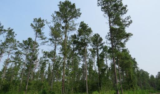 Photo #7 of SOLD property in Off Old Northeast Road, Hallsboro, NC 99.0 acres
