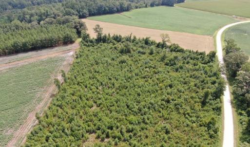 Photo #4 of SOLD property in Off Doodle Hill Road, Cerro Gordo, NC 149.0 acres