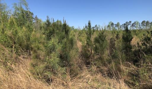 Photo #8 of SOLD property in Off Doodle Hill Road, Cerro Gordo, NC 149.0 acres