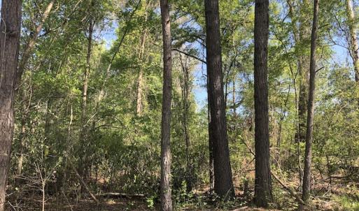 Photo #10 of SOLD property in Off Doodle Hill Road, Cerro Gordo, NC 149.0 acres