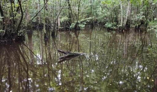 Photo #3 of SOLD property in Off Hagan Road, Loris, SC 24.0 acres