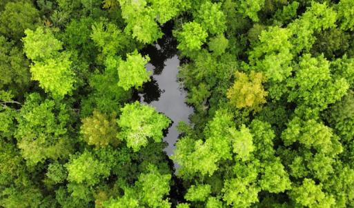 Photo #5 of SOLD property in Off Hagan Road, Loris, SC 24.0 acres