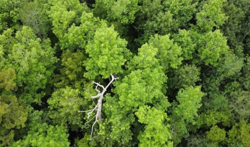 Photo #8 of SOLD property in Off Hagan Road, Loris, SC 24.0 acres