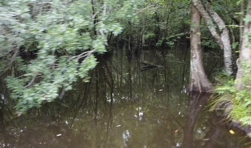 Photo #9 of SOLD property in Off Hagan Road, Loris, SC 24.0 acres