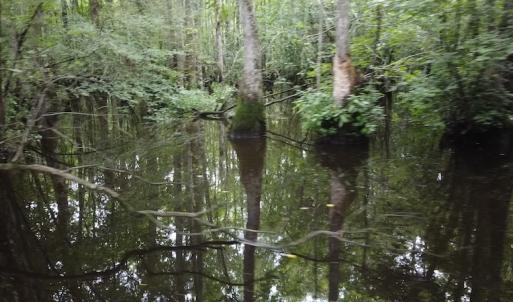Photo #10 of SOLD property in Off Hagan Road, Loris, SC 24.0 acres