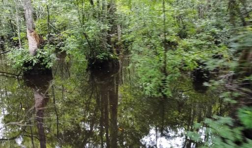 Photo #11 of SOLD property in Off Hagan Road, Loris, SC 24.0 acres