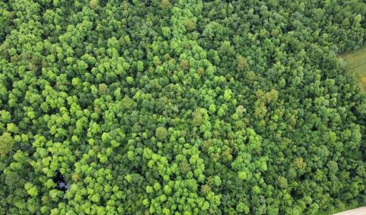 Photo #15 of SOLD property in Off Hagan Road, Loris, SC 24.0 acres