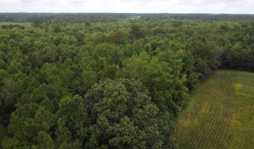 Photo #16 of SOLD property in Off Hagan Road, Loris, SC 24.0 acres