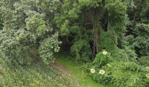 Photo #18 of SOLD property in Off Hagan Road, Loris, SC 24.0 acres