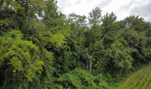 Photo #19 of SOLD property in Off Hagan Road, Loris, SC 24.0 acres