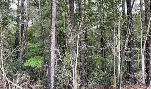Photo #2 of Off Highway 430, Nichols, SC 32.3 acres