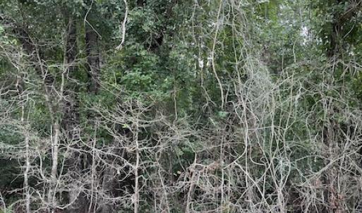 Photo #4 of Off Highway 430, Nichols, SC 32.3 acres