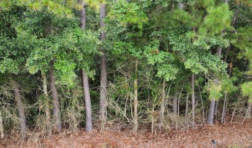 Photo #14 of Off Highway 430, Nichols, SC 32.3 acres