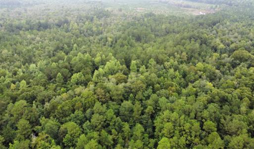 Photo #7 of Off Highway 430, Nichols, SC 32.3 acres