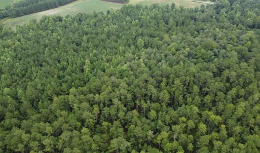 Photo #9 of Off Highway 430, Nichols, SC 32.3 acres