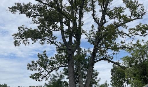 Photo #5 of SOLD property in Off Hwy 348 & Beargrass Road, Loris, SC 151.2 acres