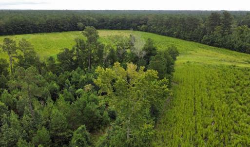 Photo #10 of SOLD property in Off Hwy 348 & Beargrass Road, Loris, SC 151.2 acres