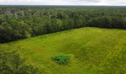 Photo #11 of SOLD property in Off Hwy 348 & Beargrass Road, Loris, SC 151.2 acres