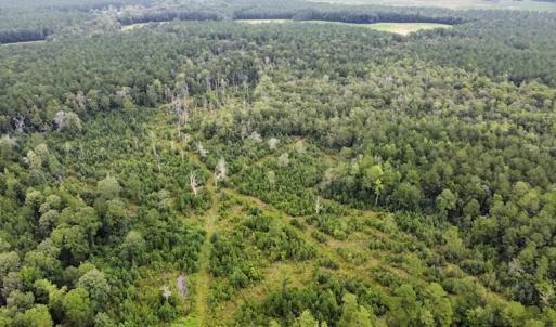 Photo #14 of SOLD property in Off Hwy 348 & Beargrass Road, Loris, SC 151.2 acres