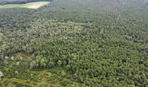 Photo #15 of SOLD property in Off Hwy 348 & Beargrass Road, Loris, SC 151.2 acres