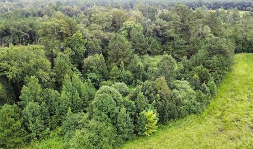 Photo #23 of SOLD property in Off Hwy 348 & Beargrass Road, Loris, SC 151.2 acres