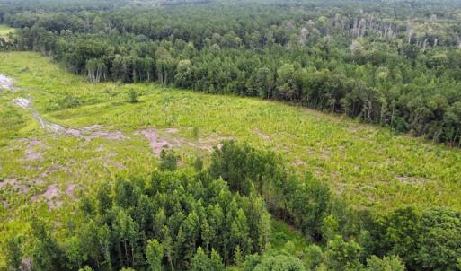 Photo #25 of SOLD property in Off Hwy 348 & Beargrass Road, Loris, SC 151.2 acres