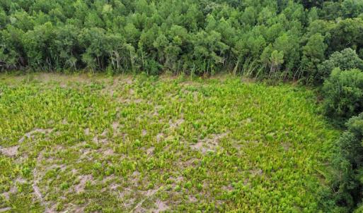 Photo #26 of SOLD property in Off Hwy 348 & Beargrass Road, Loris, SC 151.2 acres