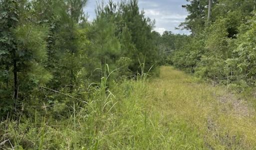 Photo #31 of SOLD property in Off Hwy 348 & Beargrass Road, Loris, SC 151.2 acres
